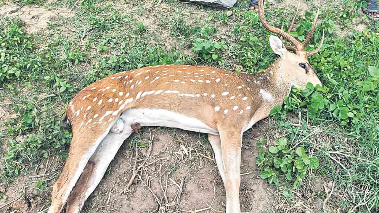 వీధి కుక్కల దాడిలో దుప్పి మృతి