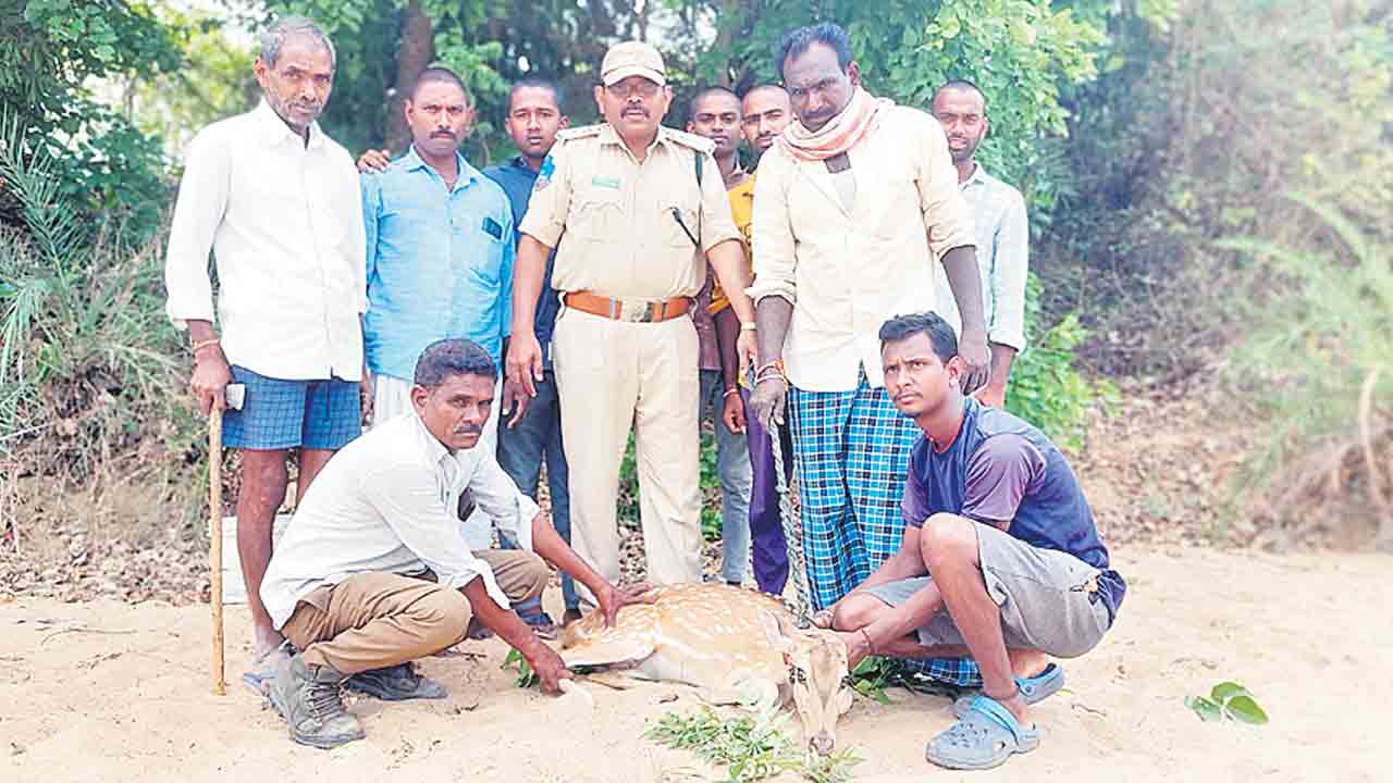 చుక్కల దుప్పి అప్పగింత