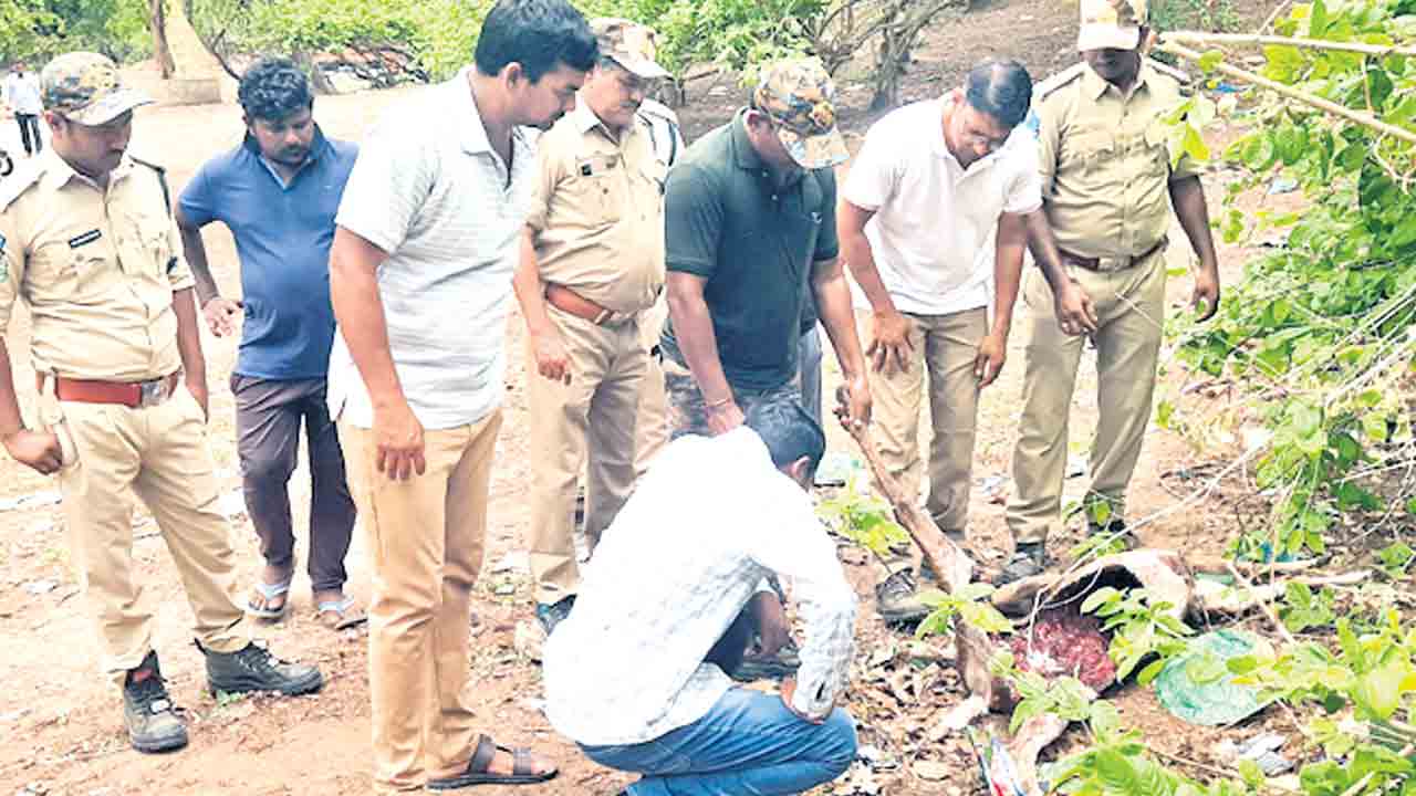 పులి దాడిలో చుక్కల దుప్పి మృతి !
