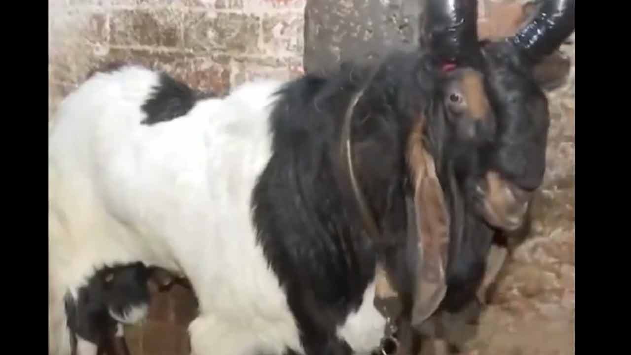 Bakrid goat price | బక్రీద్‌ పండుగకు భారీగా మేకల అమ్మకాలు.. ఈ మేక ఖరీదు రూ.7.50 లక్షలు..!