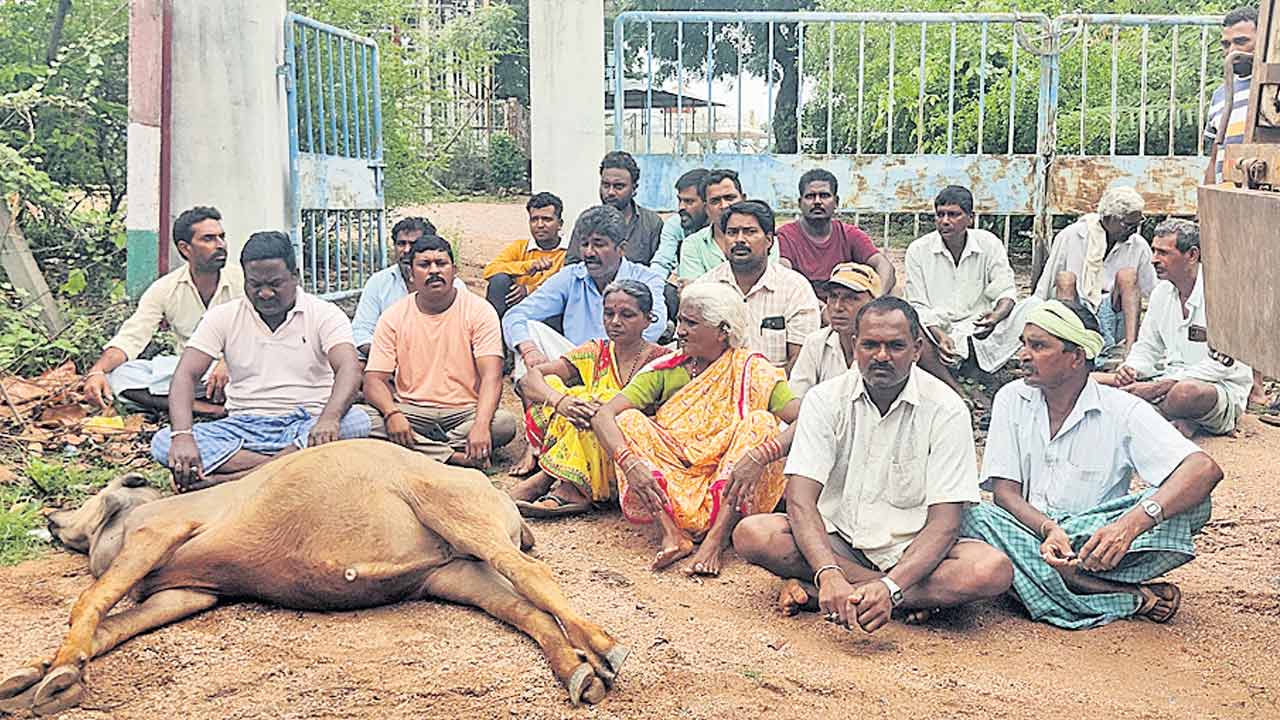 కరెంట్ షాక్ తగిలి రెండు బర్రెల మృతి
