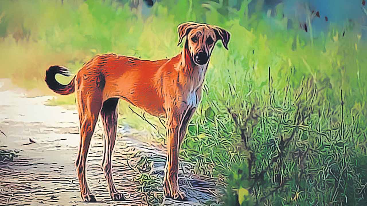 man kills mother over Rs.200 | కుక్కను కొనేందుకు రూ.200లు అడిగిన కొడుకు..   ఇవ్వనందుకు సుత్తితో కొట్టి తల్లిని హత్య