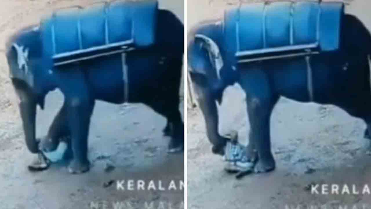 Watch: సఫారీ ఏనుగు బీభత్సం.. మావటిని తొక్కి చంపిన వీడియో వైరల్‌