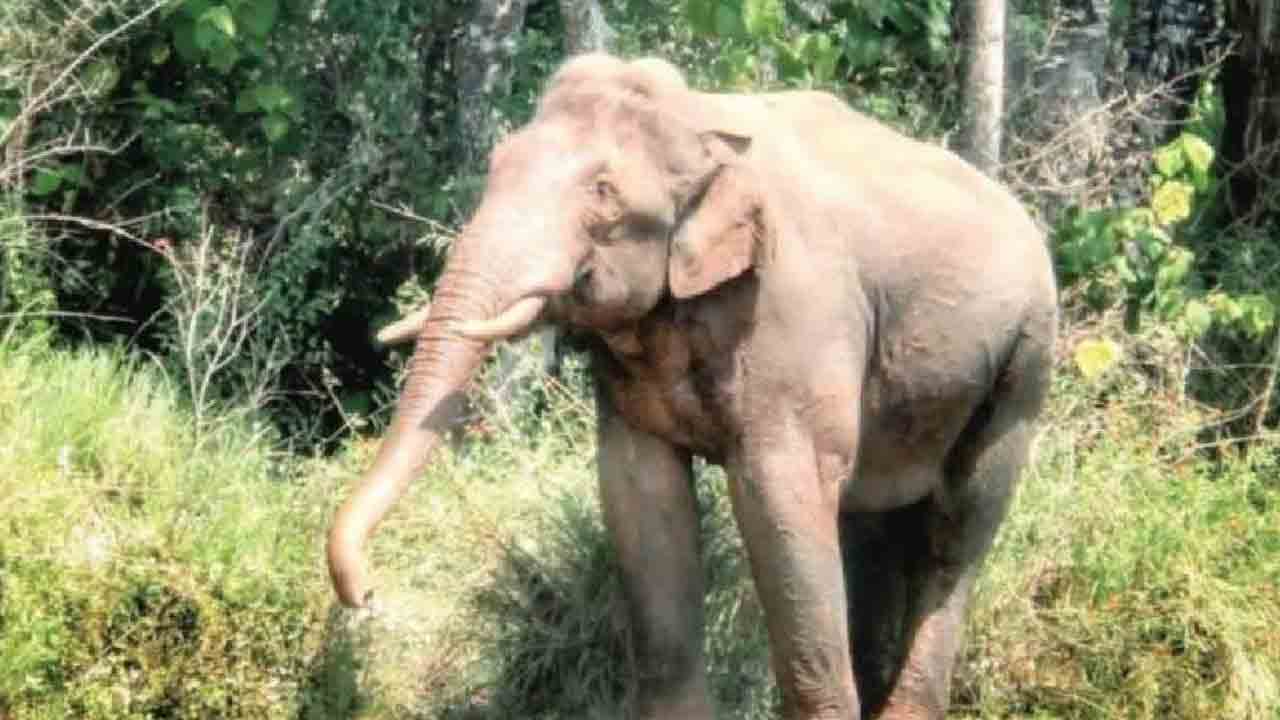 Elephant attack | చిత్తూరు జిల్లాలో విషాదం..ఏనుగు దాడిలో రైతు మృతి