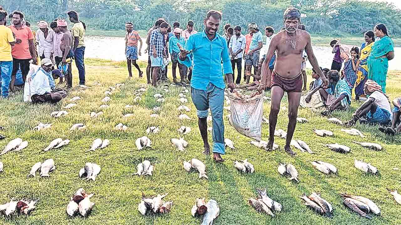 కుప్పలు తెప్పలుగా చేపలు