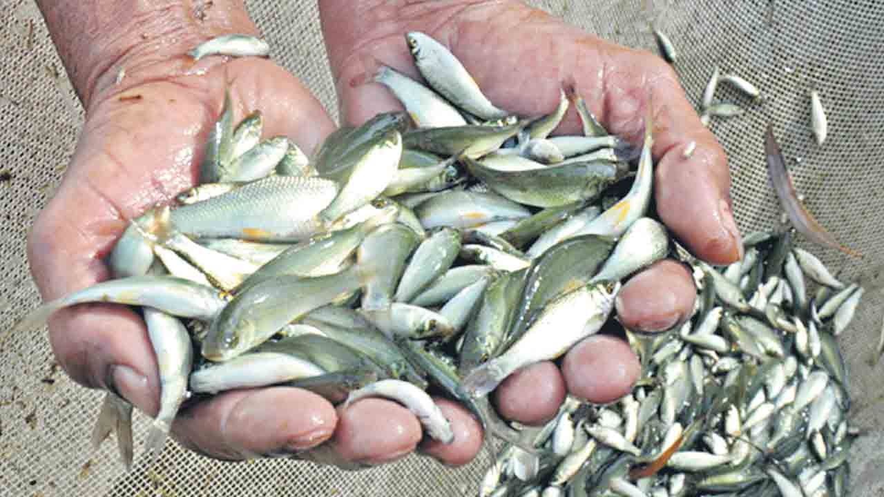 నీలివిప్లవంపై నీలినీడలు