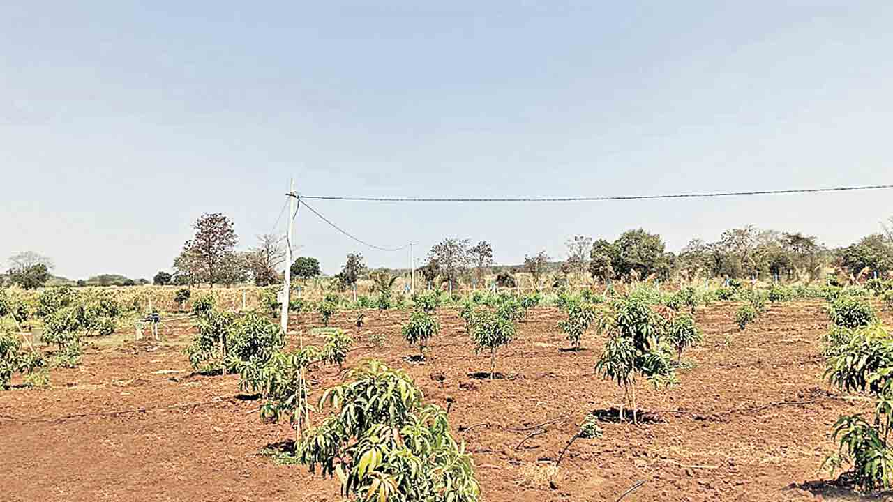 ఉపాధిలో పండ్ల తోటల సాగు