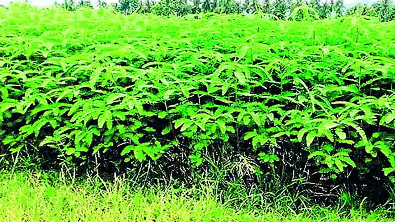 పచ్చిరొట్ట విత్తనాల పంపిణీలో గోల్‌మాల్‌