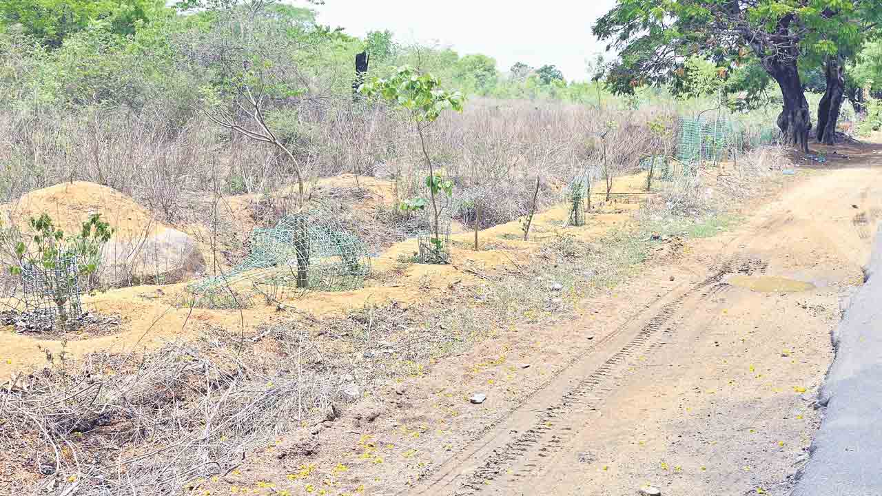 హరితగోస