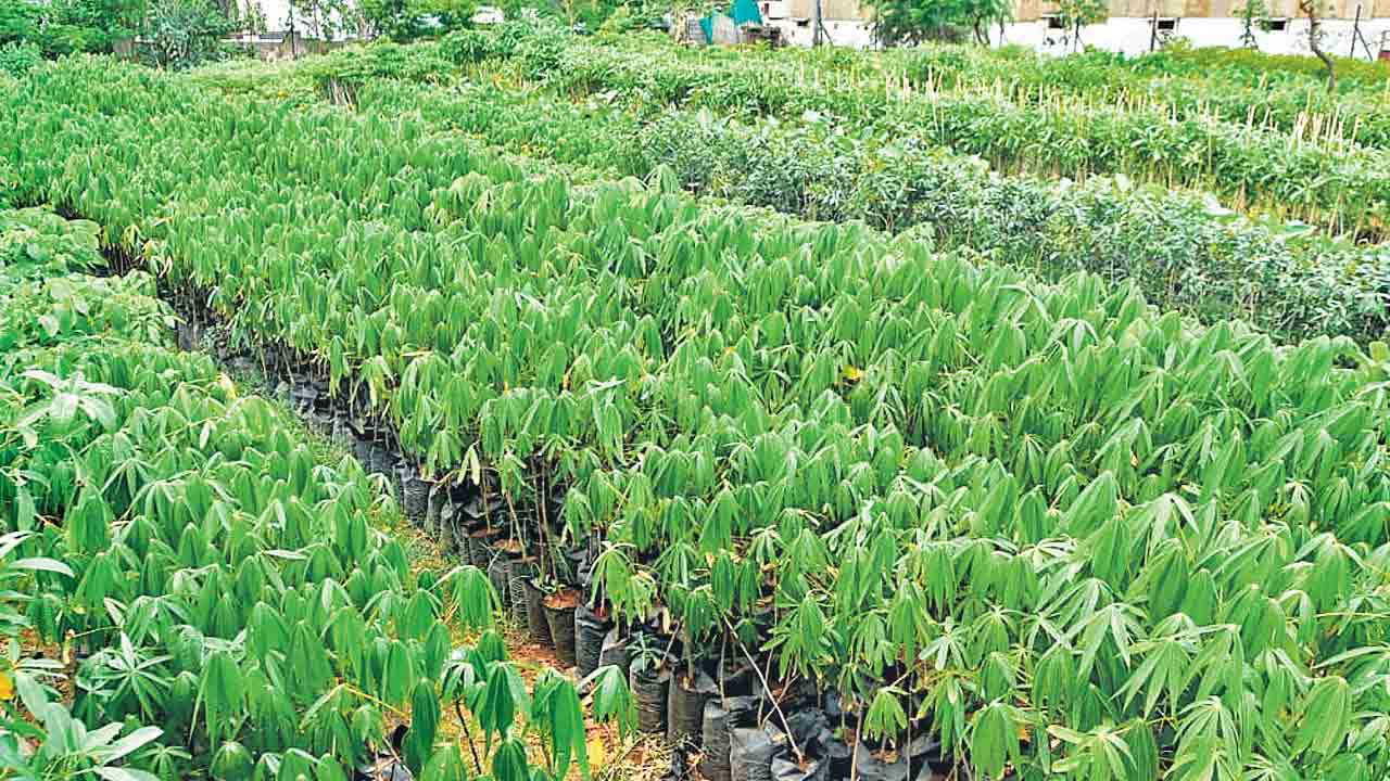 GHMC | కంటి తుడుపుగా పచ్చదనం.. గ్రేటర్‌లో గ్రీనరీ పెంపుపై కాంగ్రెస్‌ సర్కారు శీతకన్ను