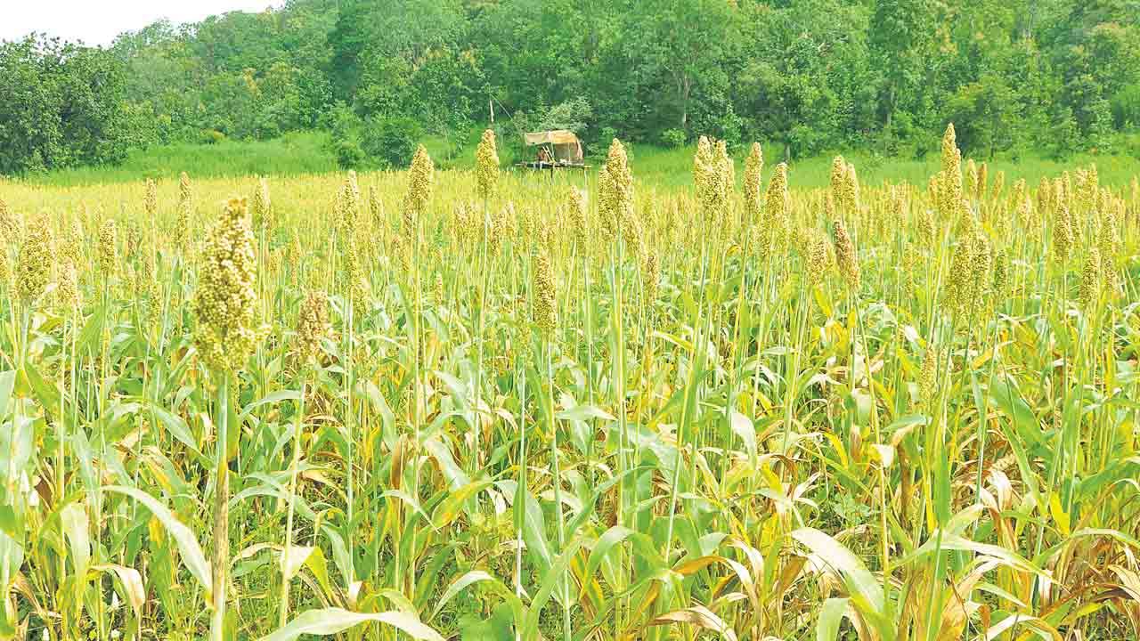 ప్రకృతి వ్యవసాయం వైపు గిరి రైతులు