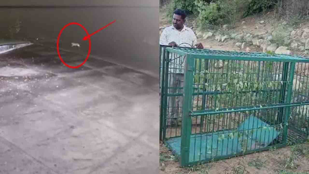 Leopard | శంషాబాద్‌లో చిరుతపులి కలకలం.. పట్టుకునేందుకు బోన్లతోపాటు ట్రాప్‌ కెమెరాలు