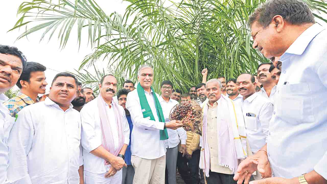 ఆయిల్‌ పామ్‌ హబ్‌గా సిద్దిపేట