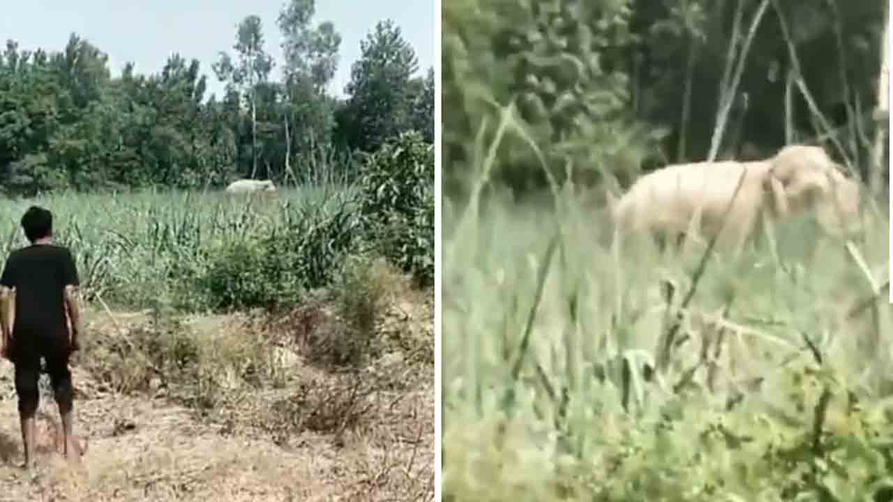 Watch: రీల్‌ చేసేందుకు వ్యక్తి యత్నం.. తొక్కి చంపిన ఏనుగు