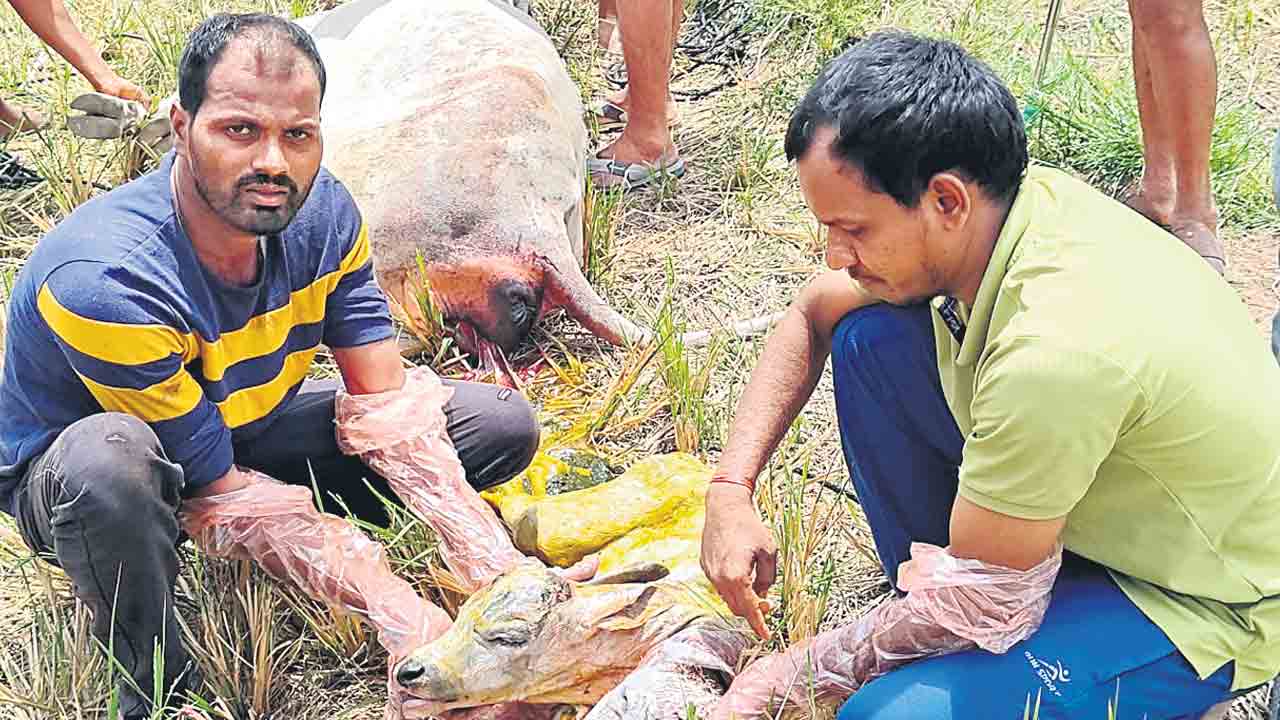 రెండు తలలతో దూడ జననం