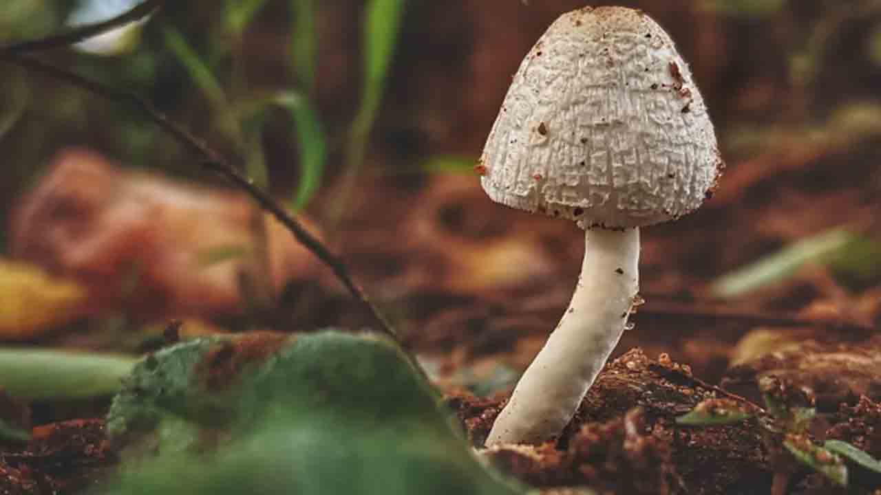 Mushrooms | పుట్టగొడుగులు తిని ముగ్గురు పిల్లలు మృతి, మరో 9 మందికి అస్వస్థత
