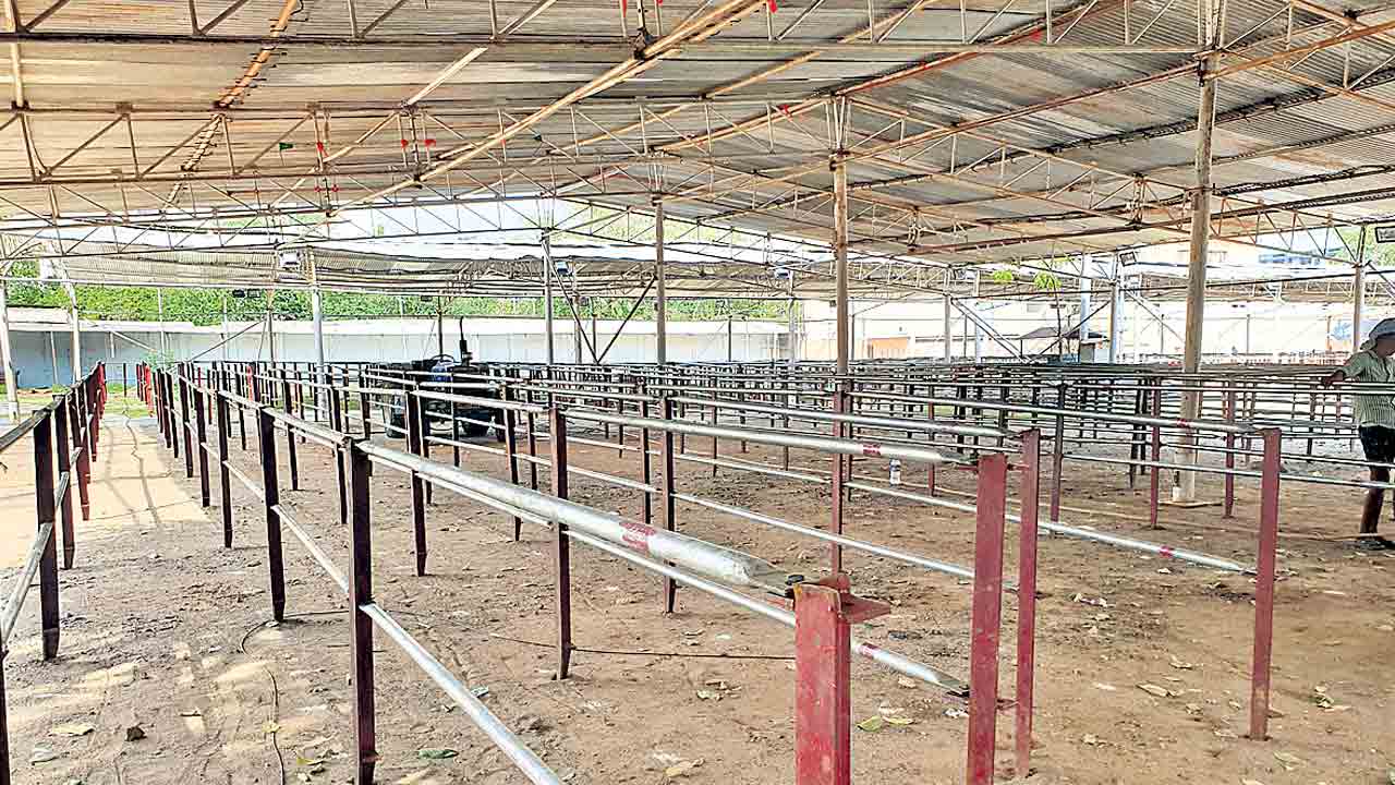 Chepa Prasadam | 8న చేప ప్రసాదం పంపిణీ.. నాంపల్లి ఎగ్జిబిషన్‌ గ్రౌండ్‌లో వేగంగా ఏర్పాట్లు