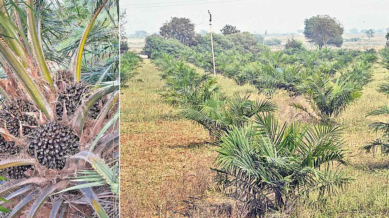 ఆయిల్పామ్ దిగుబడి ప్రారంభం