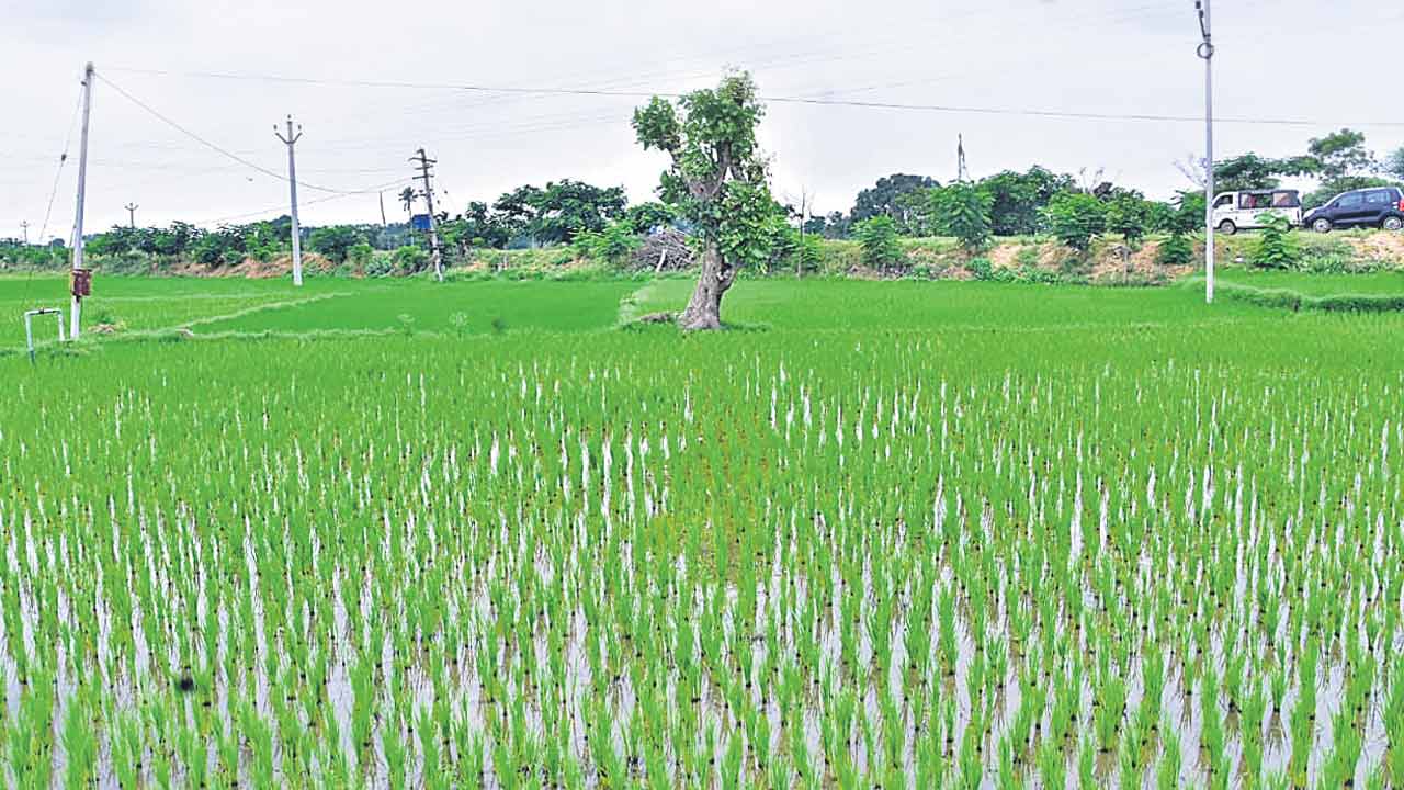 Crop Survey | డిజిటల్‌ క్రాప్‌ సర్వే!.. పంటల నమోదుకు కొత్త విధానం