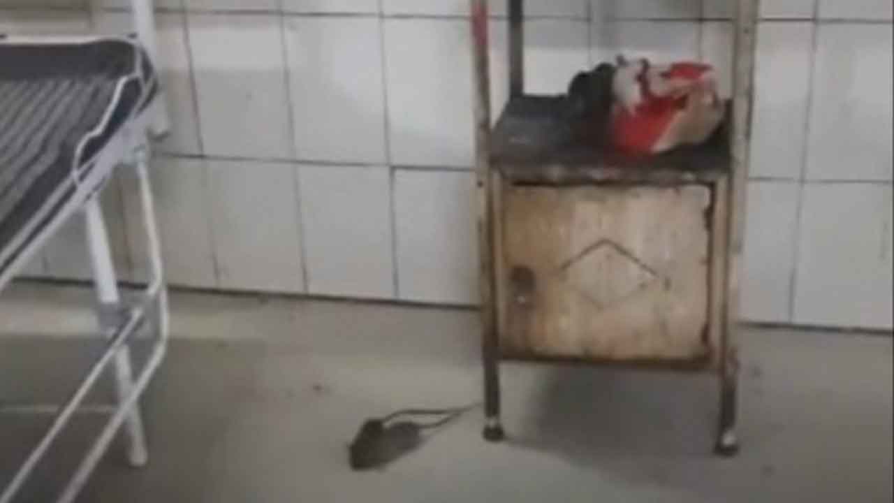 గ్వాలియర్‌ దవాఖానలో ఎలుకల హల్‌చల్‌