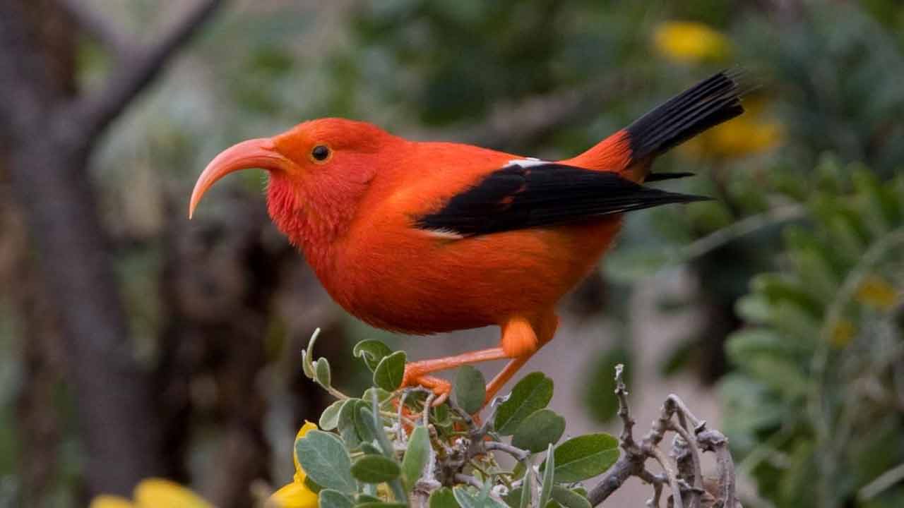 Mosquitoes | హెలికాప్టర్‌లలో దోమలను తీసుకెళ్లి వదులుతున్న హవాయి సర్కారు.. ఎందుకంటే..!