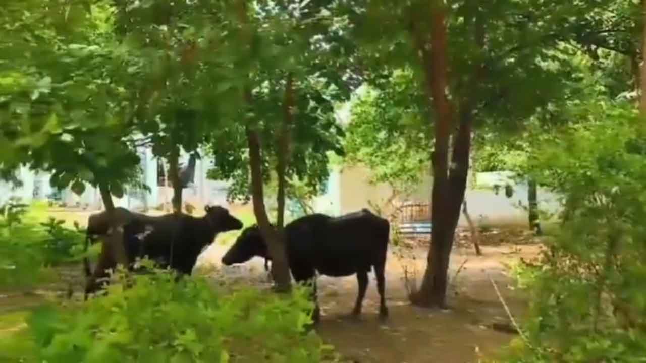 khammam | పశువుల దొడ్డిలా మారిన ప్రభుత్వ పాఠశాల : వీడియో