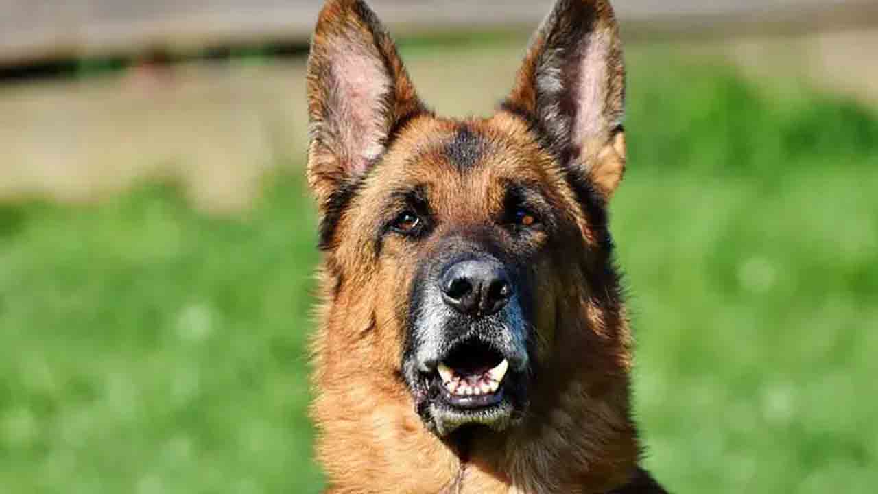 Snippers Detection | హైదరాబాద్ పబ్‌ల్లో స్నిప్పర్ డాగ్స్‌తో తనిఖీలు..!