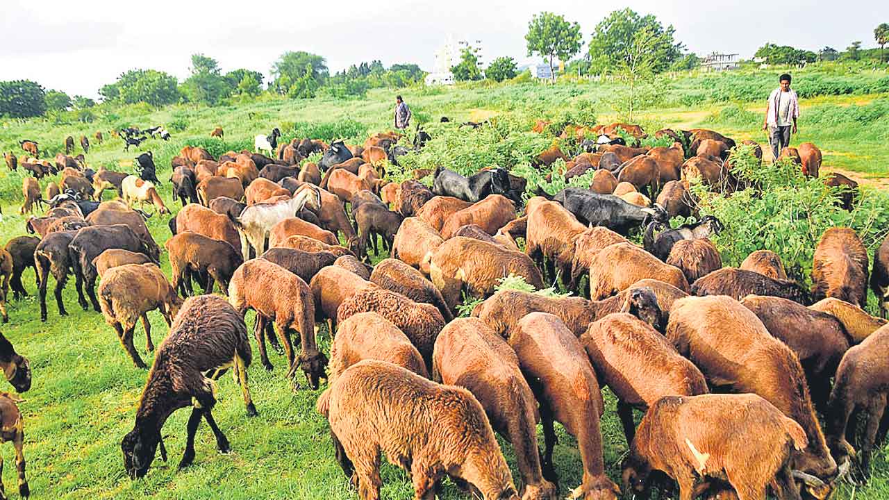 గొర్రెల పథకంపై ఈడీ ఆరా!