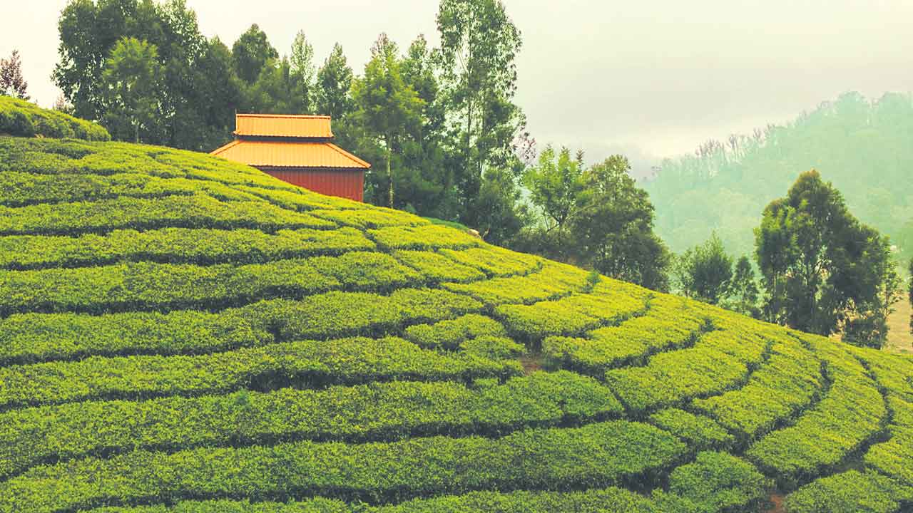 Wayanad