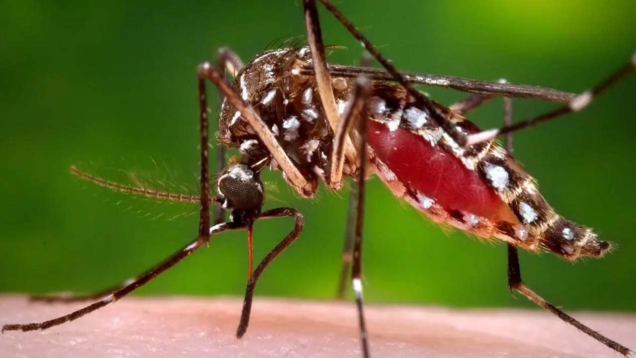 Zika Virus | జికా వైరస్‌ కలకలం.. పుణేలో ఇద్దరికి వైరస్‌ పాజిటివ్‌..!