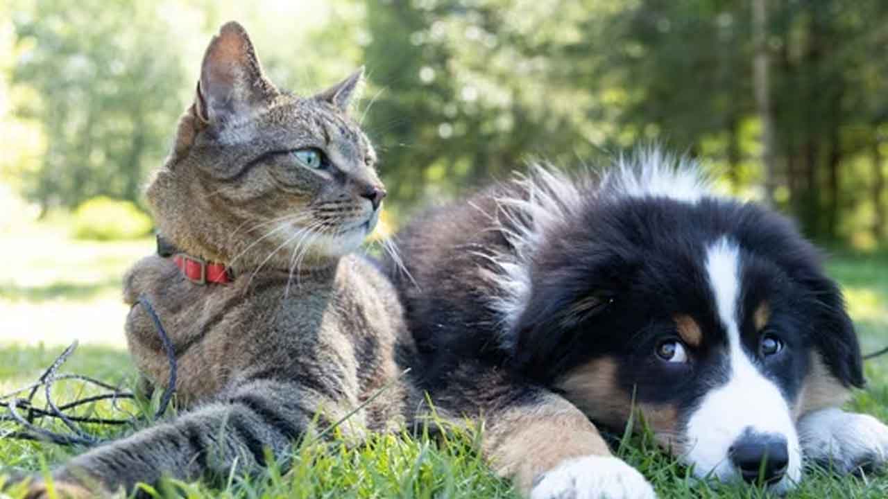 అమెరికాలో బర్డ్‌ ఫ్లూ విజృంభణ