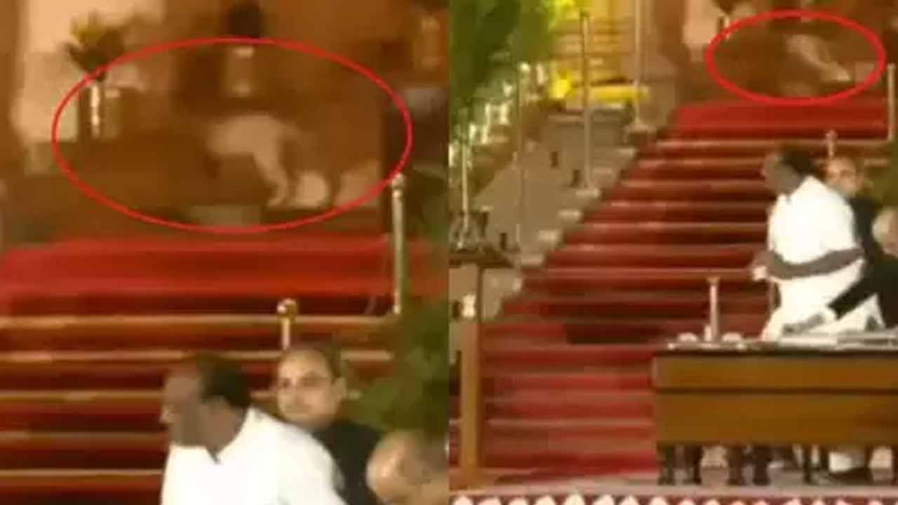 Rashtrapati Bhavan | మోదీ ప్రమాణ స్వీకారం.. రాష్ట్ర పతి భవన్‌లో కనపడ్డది పిల్లి!