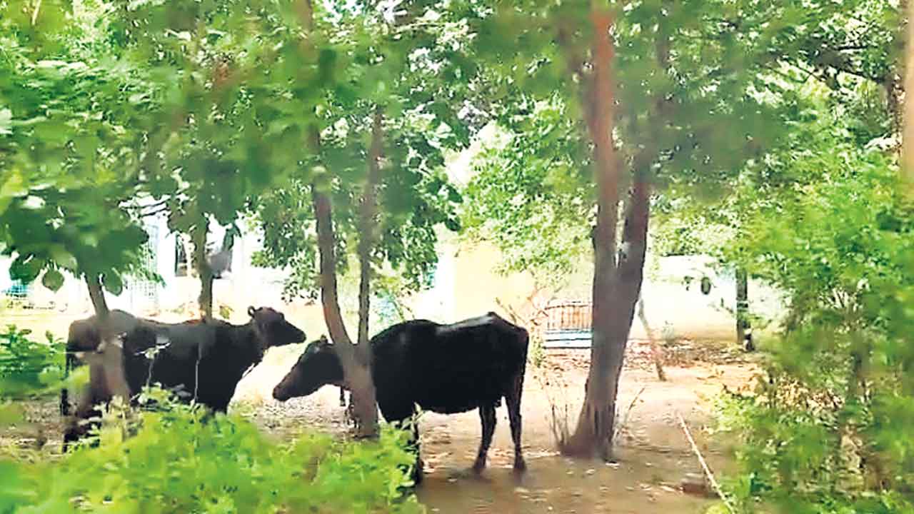 పశువుల పాకగా సర్కార్‌ బడి