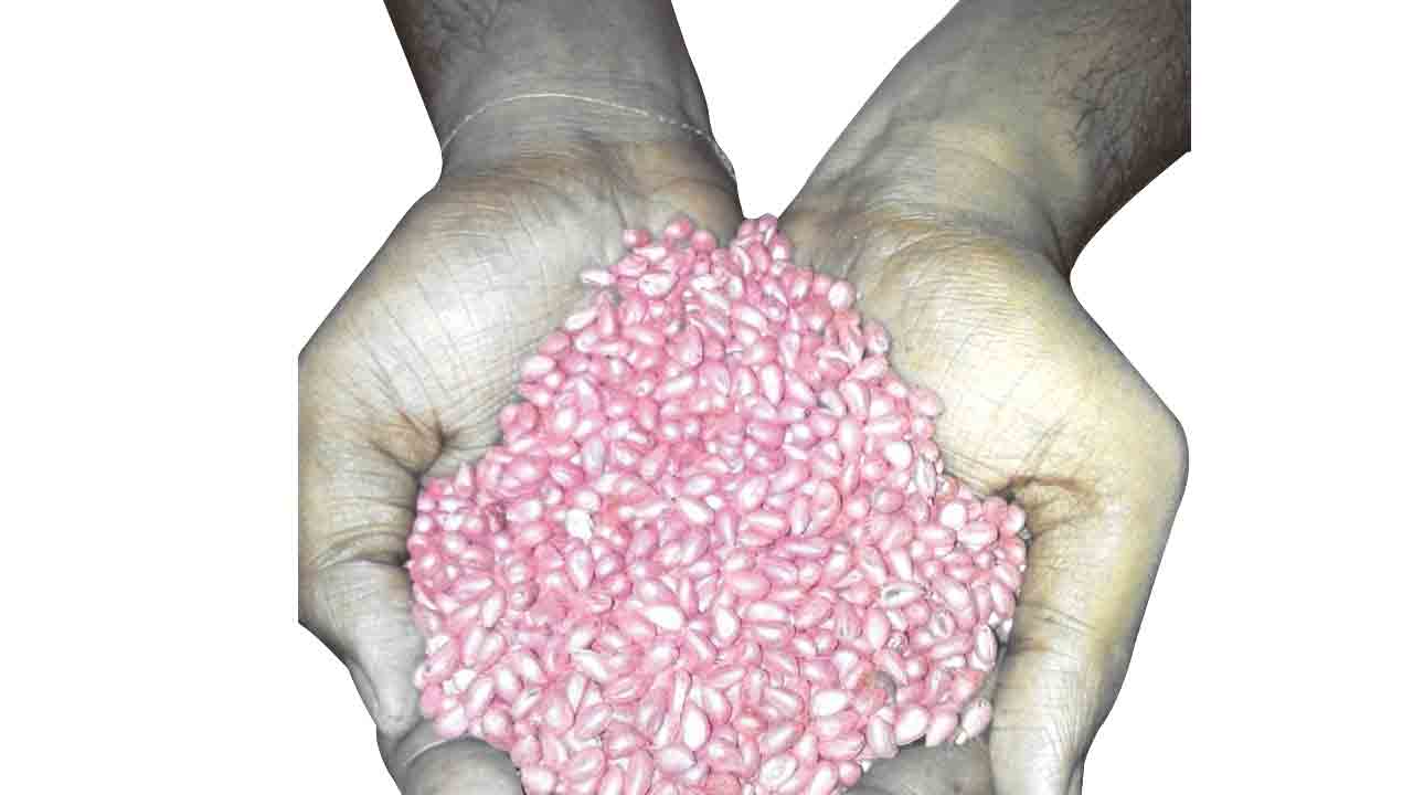 పత్తి రైతు మెడపై హెచ్‌టీ విత్తన కత్తి!