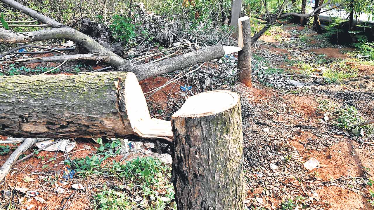 నాడు సంరక్షణ.. నేడు నరికివేత