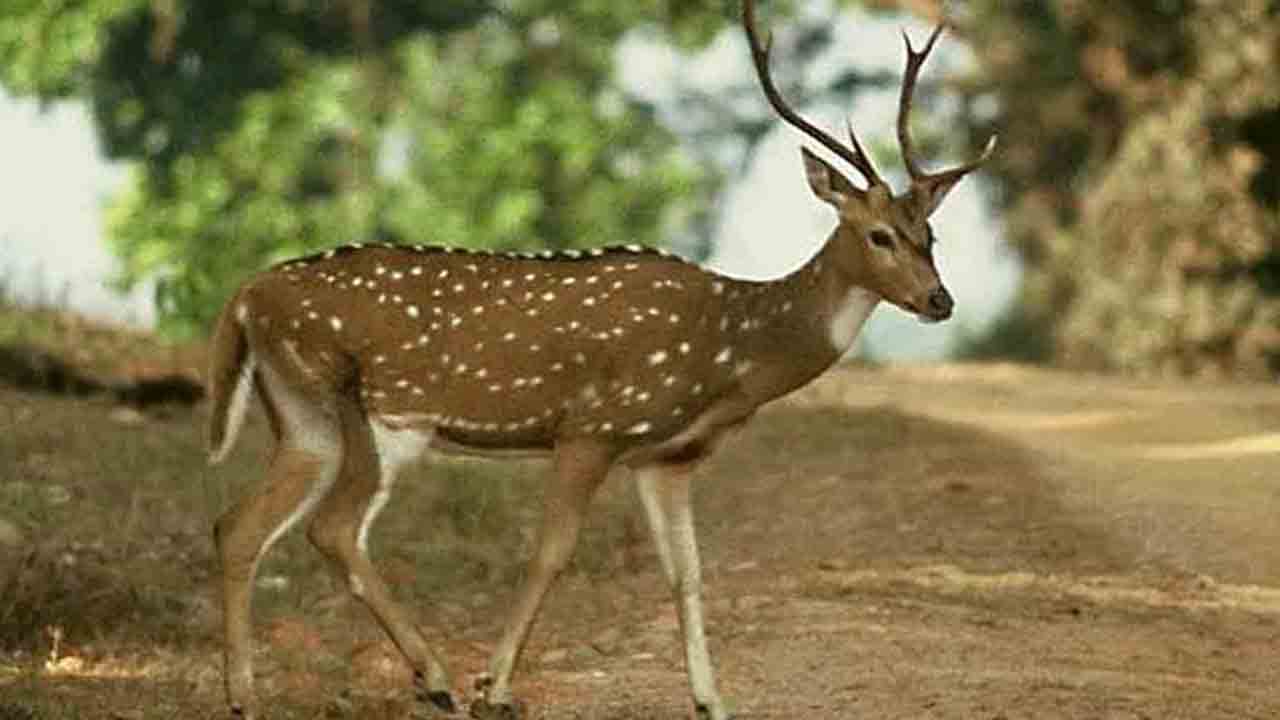 Medak | కుక్కల దాడిలో జింక మృతి