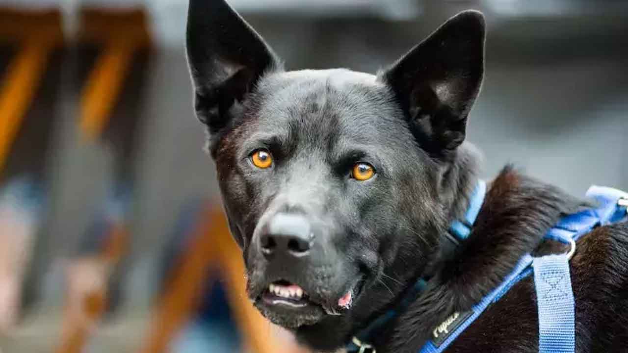 విదేశీ శునకాల పెంపకాన్ని నిషేధించడంపై హైకోర్టు స్టే