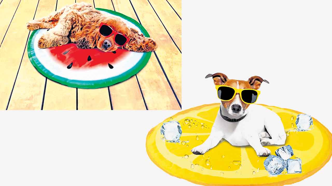 టామీ చల్లగా..