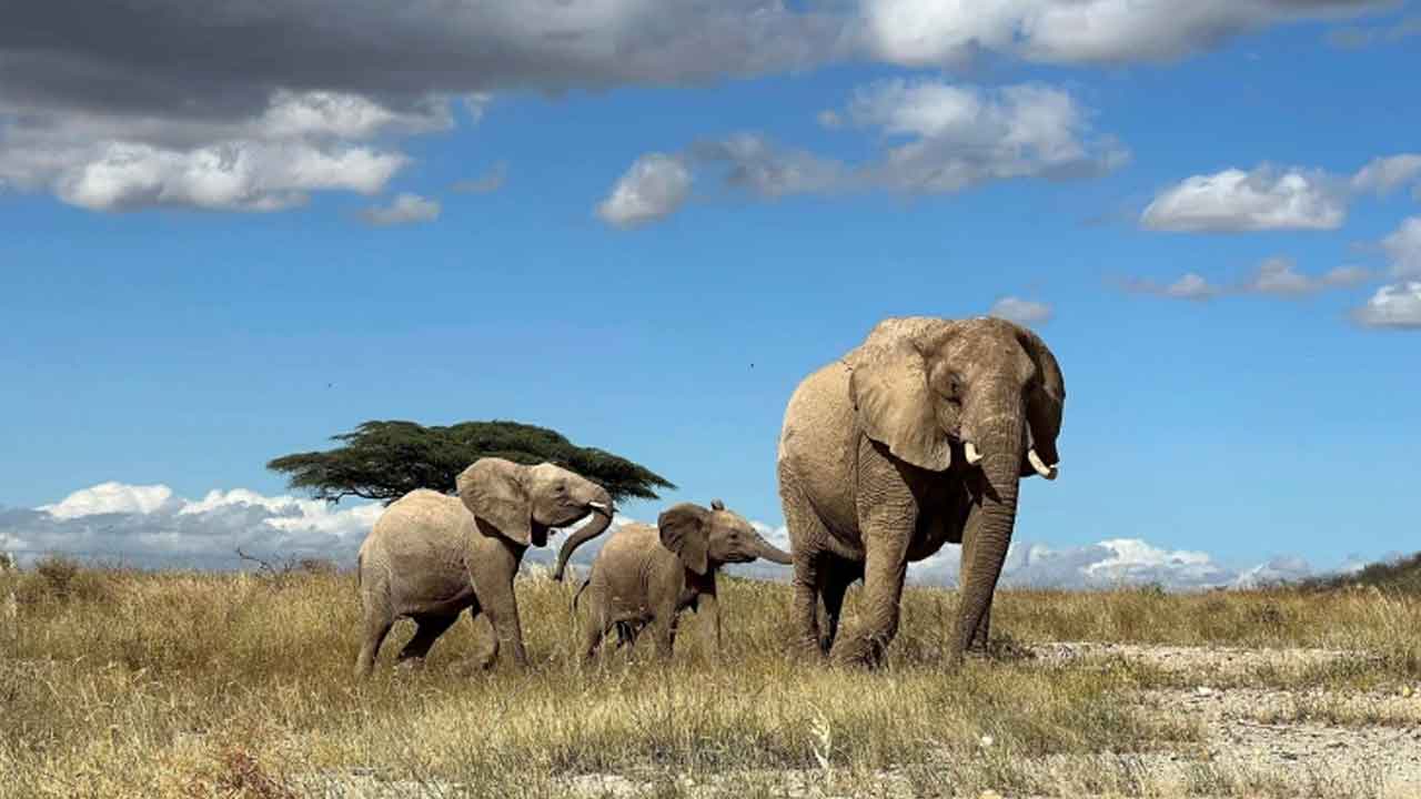 Research | ఏనుగులూ పేర్లతో పిలుచుకుంటాయ్‌..!