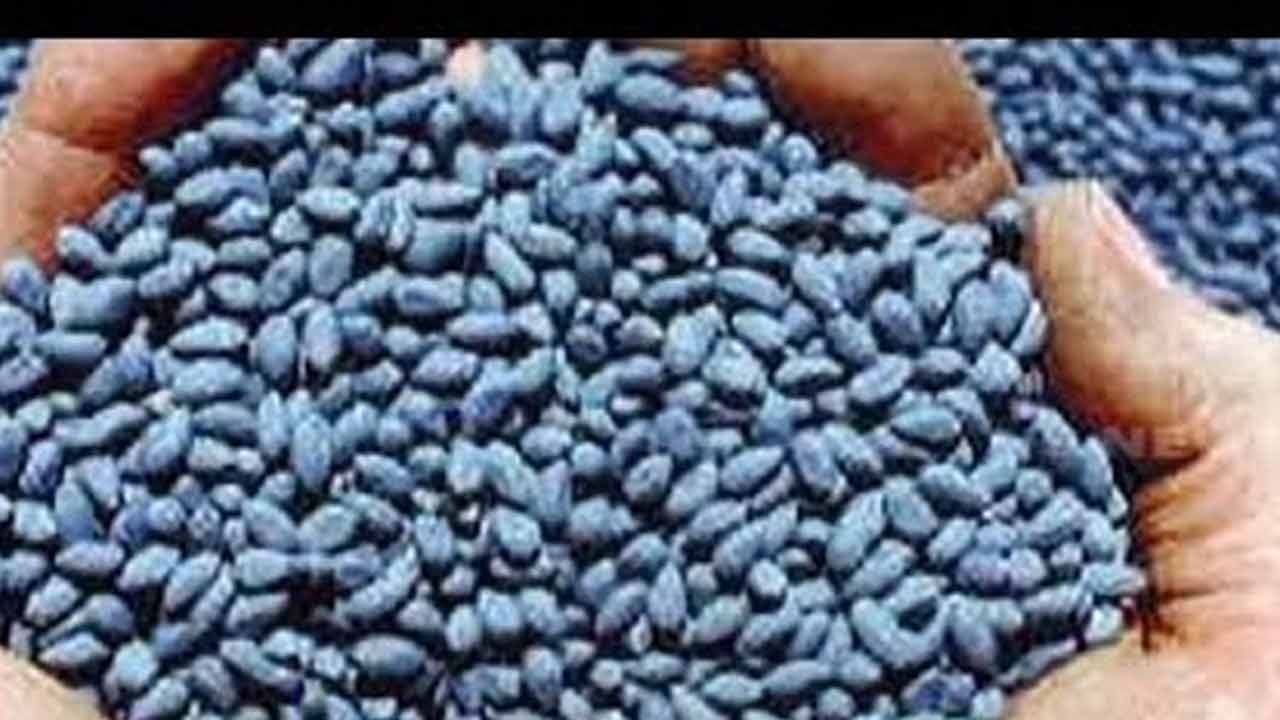 నకిలీ పత్తి విత్తనాలు సీజ్‌