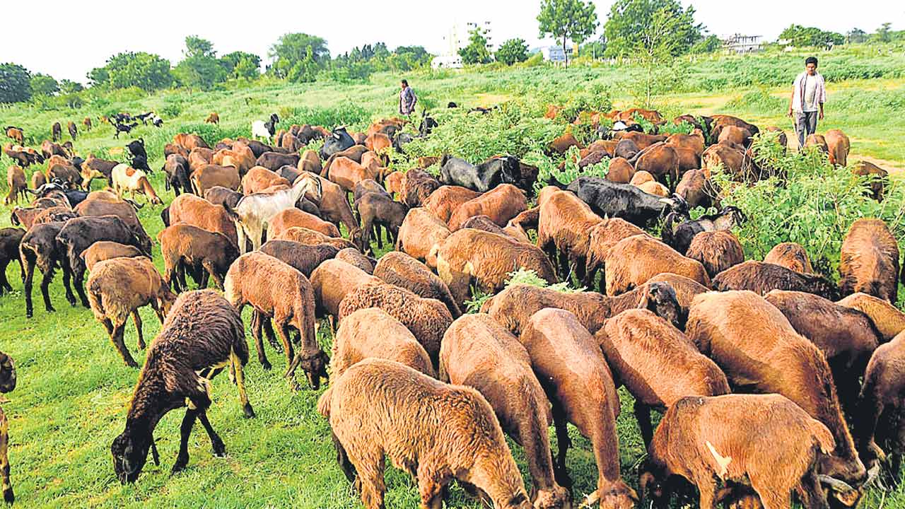 గొర్రెల పంపిణీ అక్రమాలపై విచారణ