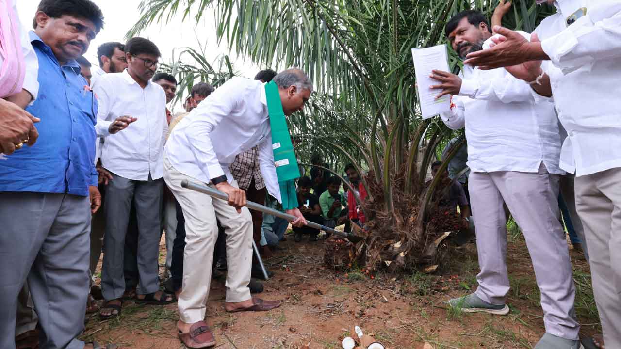 Harish Rao | నాడు మొక్క నాటి.. నేడు పంట కోసిన హరీశ్‌ రావు
