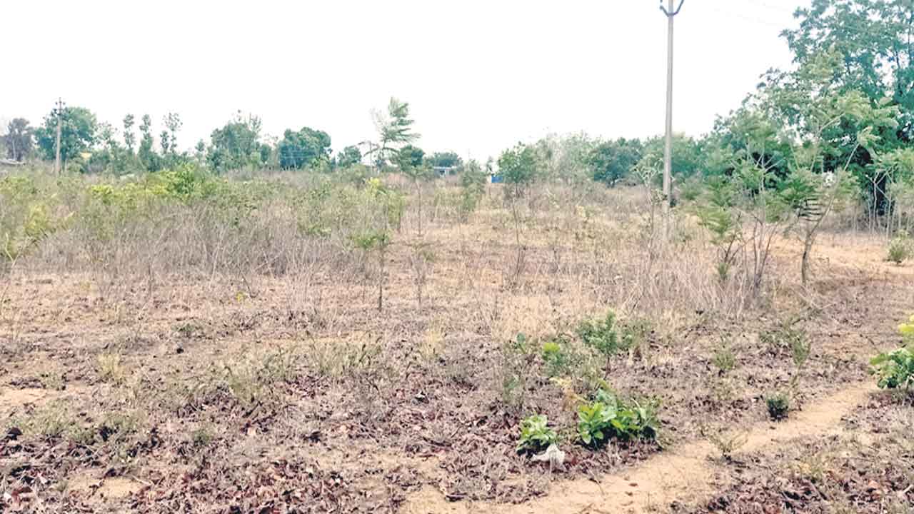 హరితహారంపై నిర్లక్ష్యం!