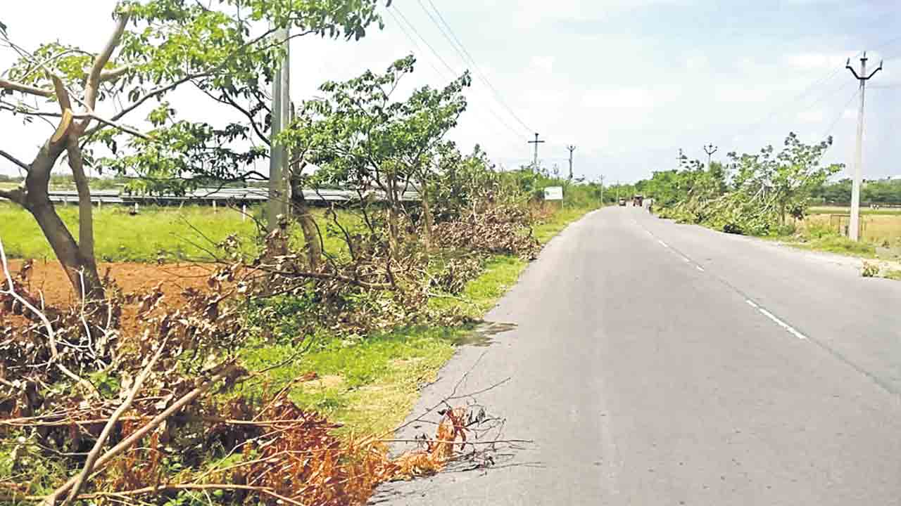 హరితహారంపై గొడ్డలి వేటు