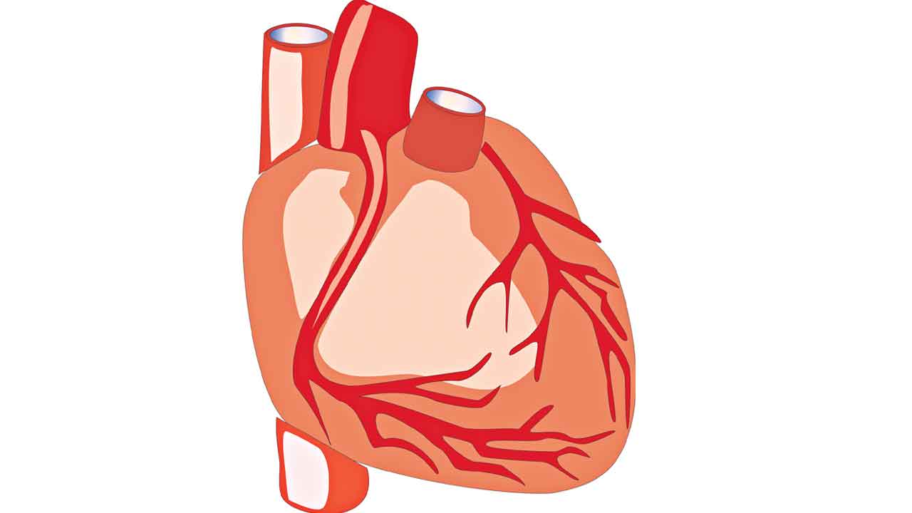 Heart