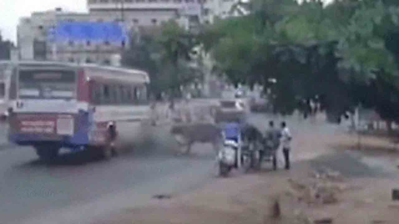 Watch: ఆవులు పోట్లాడుతూ బైకర్‌ను ఢీ.. బస్సు కిందపడి అతడు మృతి