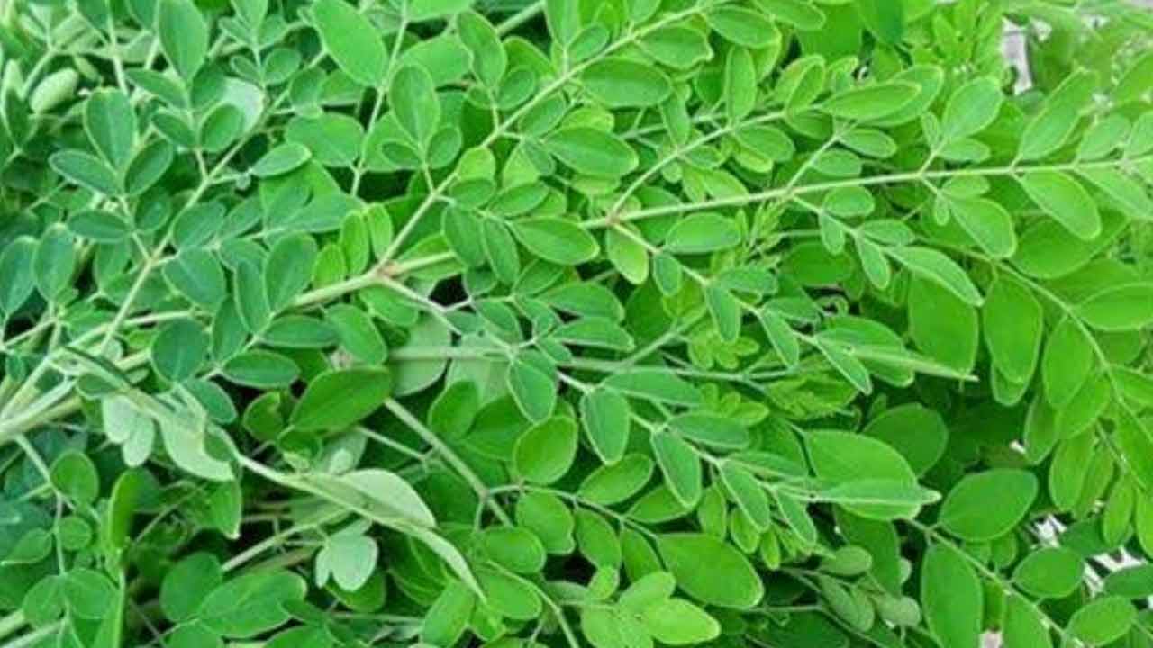 మునగాకు రక్ష