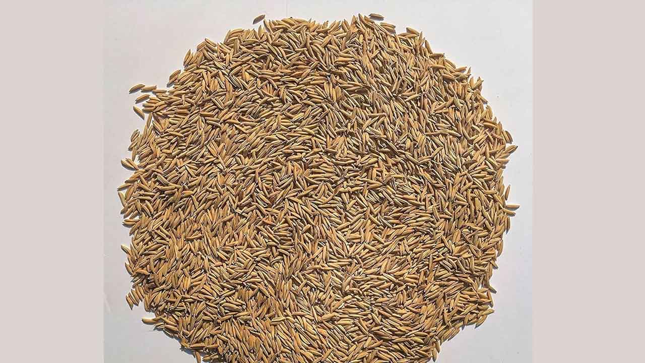 80 క్వింటాళ్ల వరి విత్తనాలు సీజ్‌