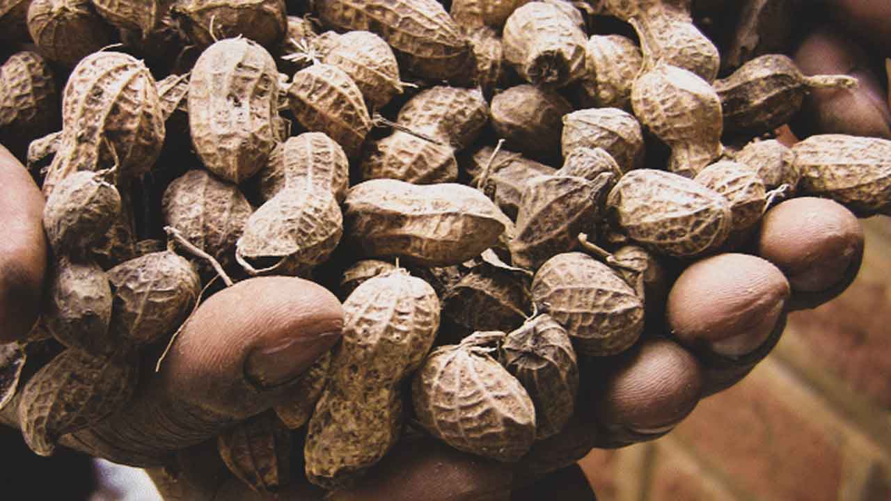 ఆఫ్లోటాక్సిన్లతో పల్లీలు విషపూరితం