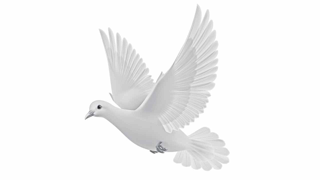 ఎగిరే పావురాలు